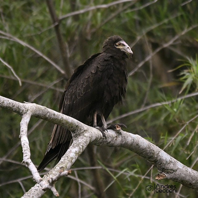 Lesser Yellow-headed Vulture - Andrés Cecconi