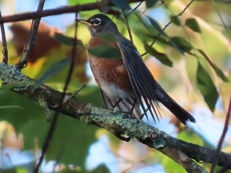 American Robin - ML380937821