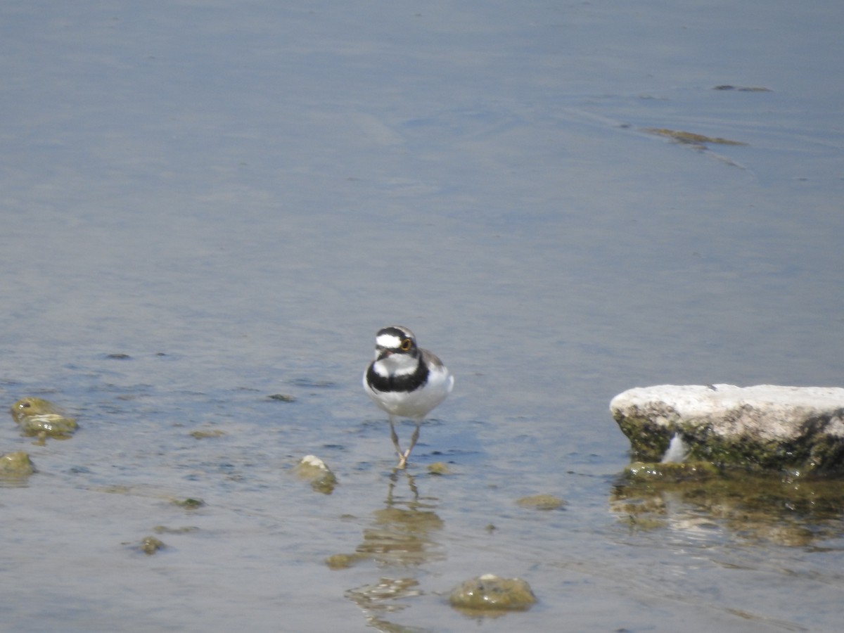 Little Ringed Plover - ML380937951