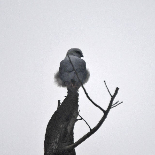 Plumbeous Kite - Andrés Cecconi