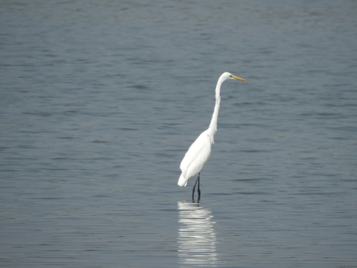 Great Egret - ML380938631