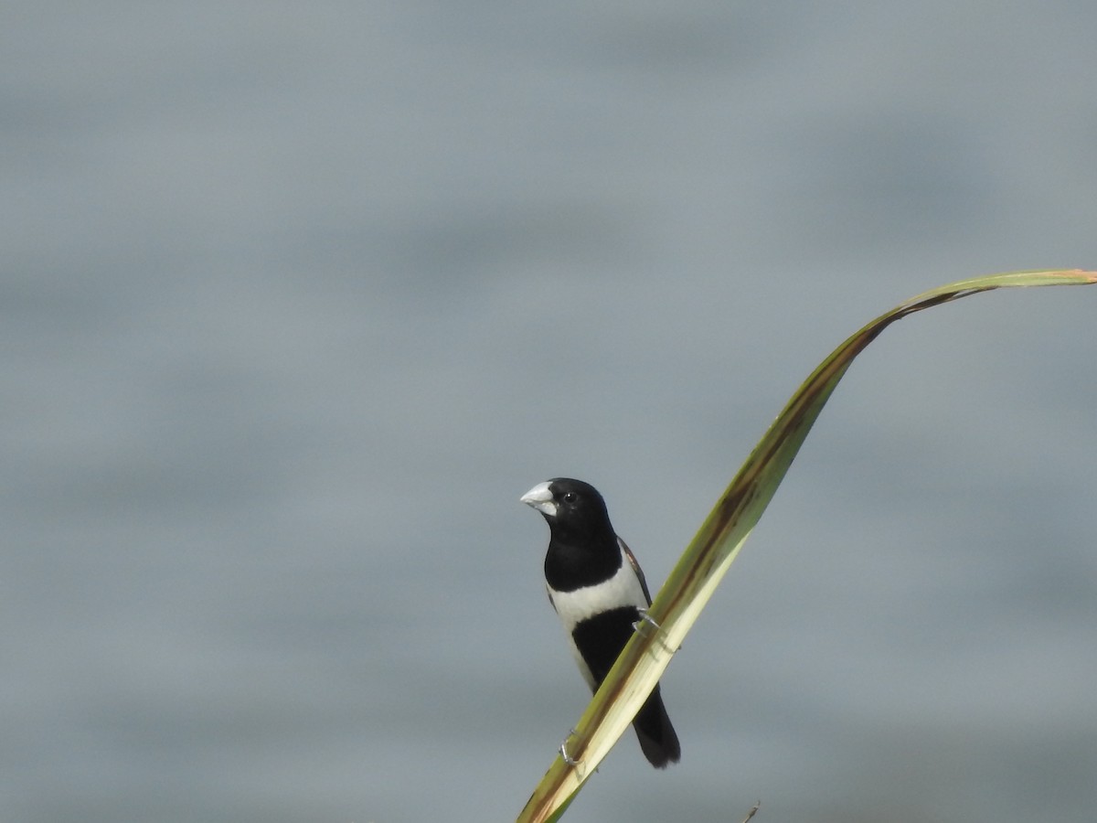 Tricolored Munia - ML380938791