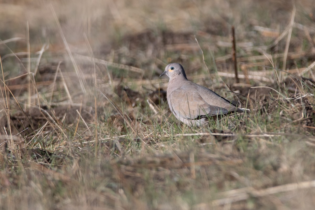 Black-winged Ground Dove - ML380938941