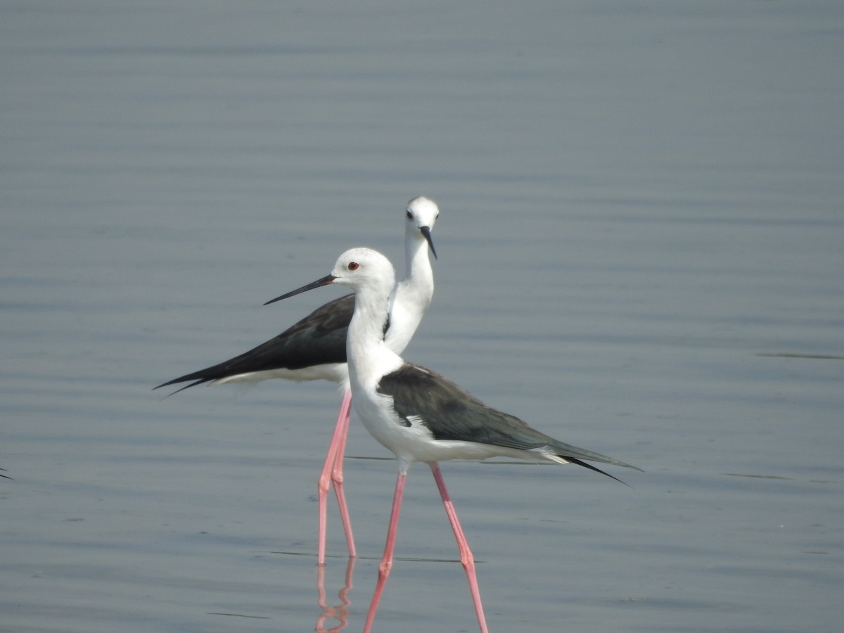 Black-winged Stilt - ML380939051