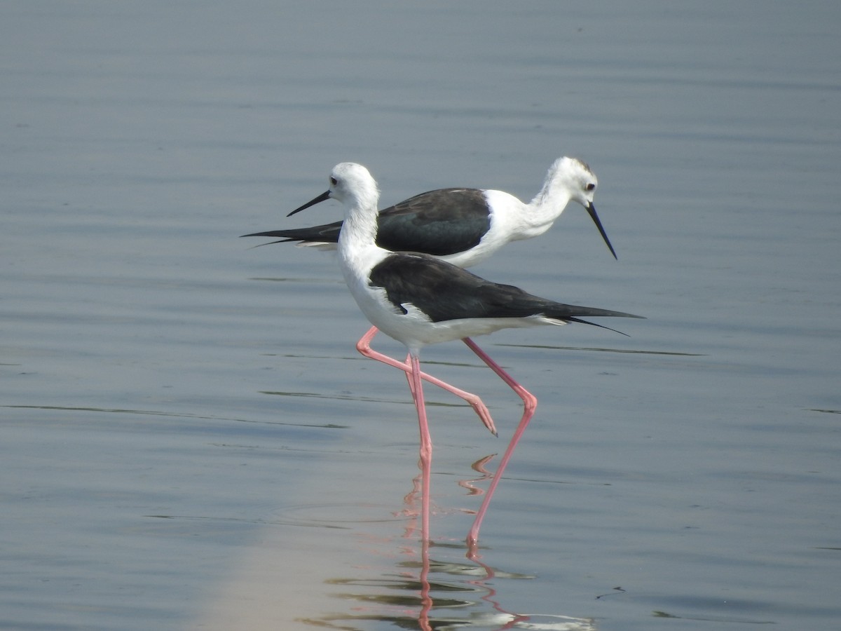 Black-winged Stilt - ML380939111