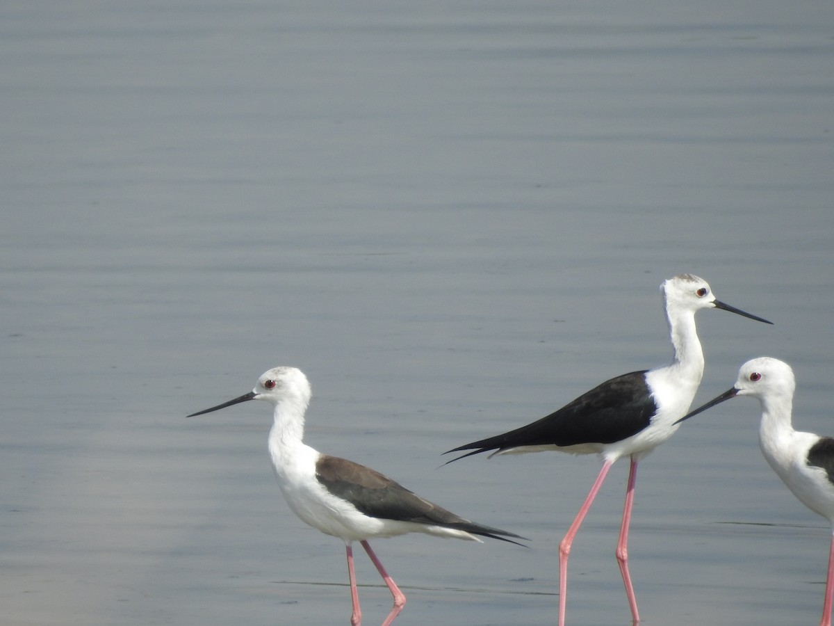 Black-winged Stilt - ML380939141