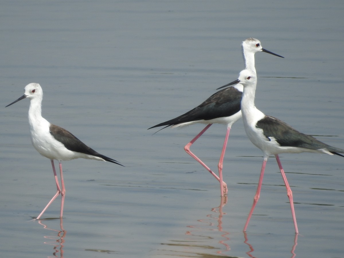 Black-winged Stilt - ML380939161