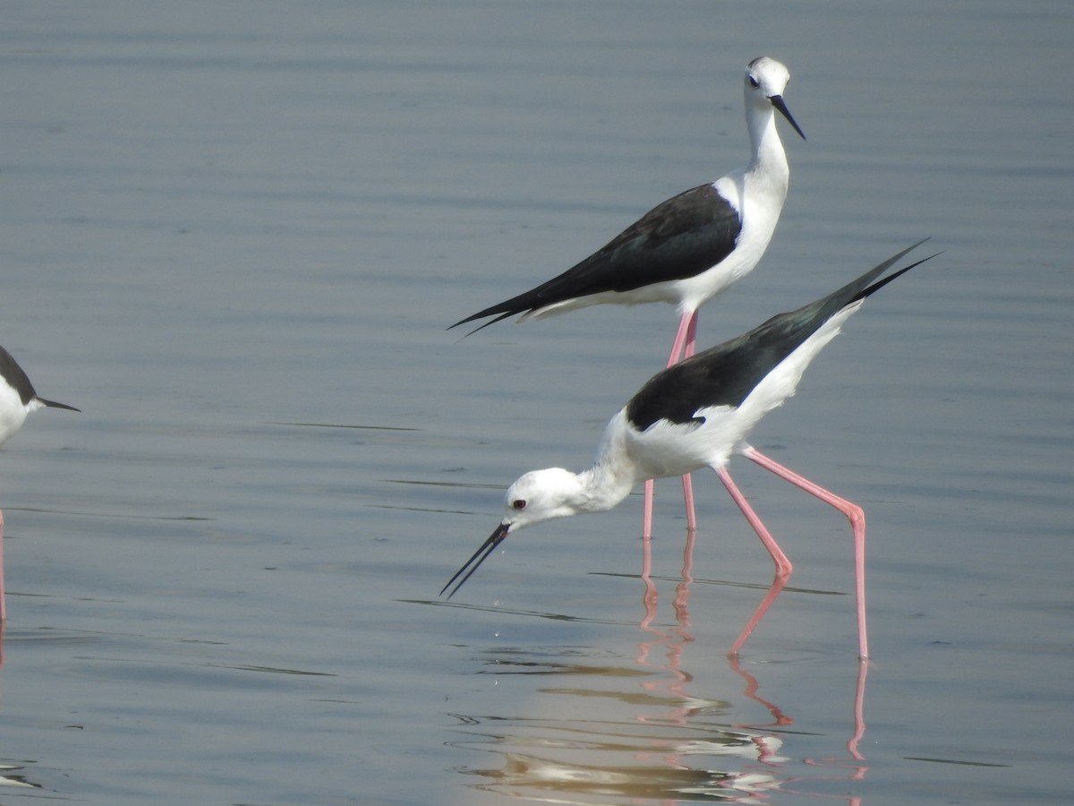 Black-winged Stilt - ML380939171