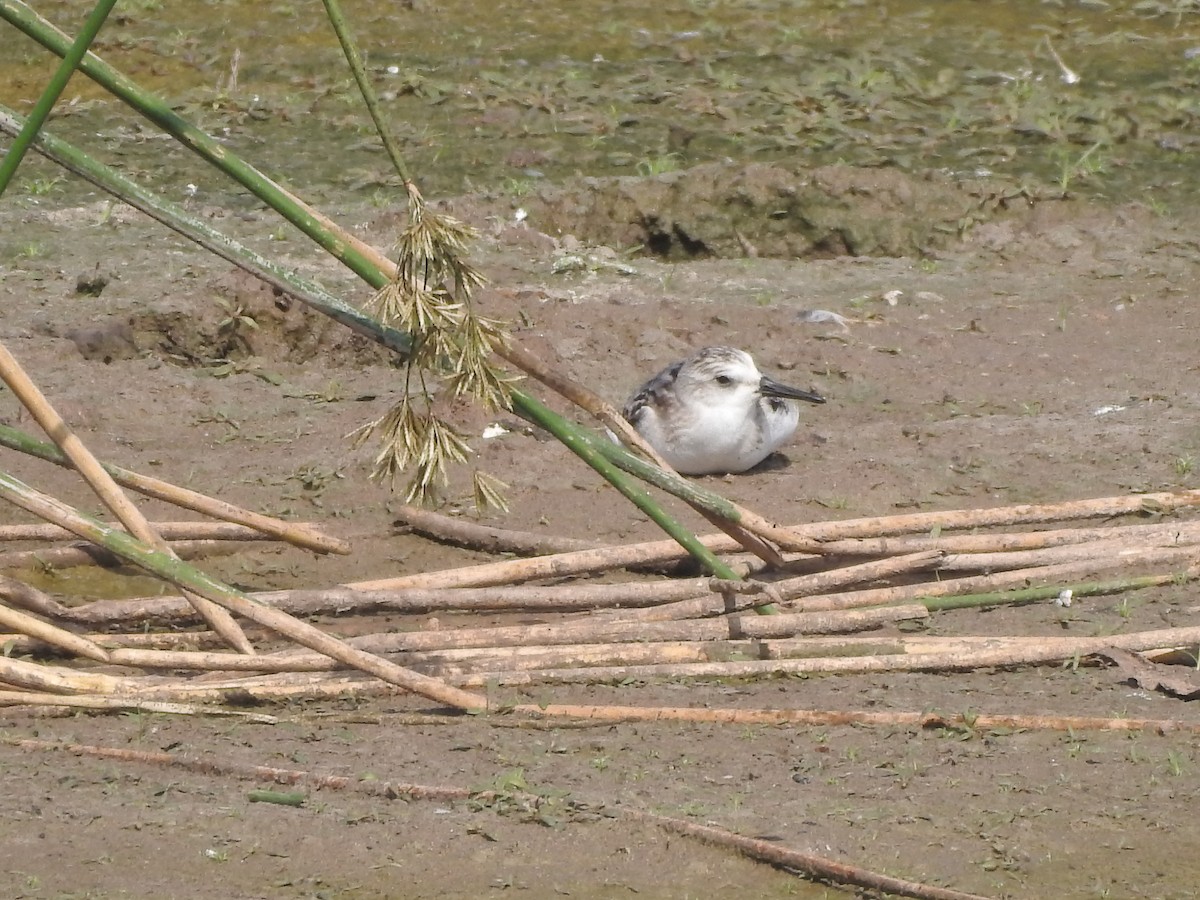 Sanderling - ML380939241