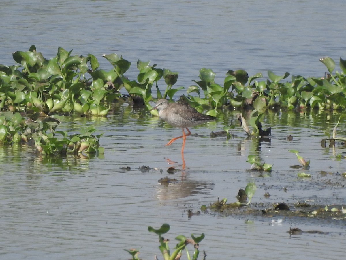 Spotted Redshank - ML380939311