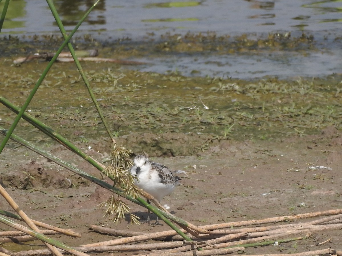 Sanderling - ML380939621