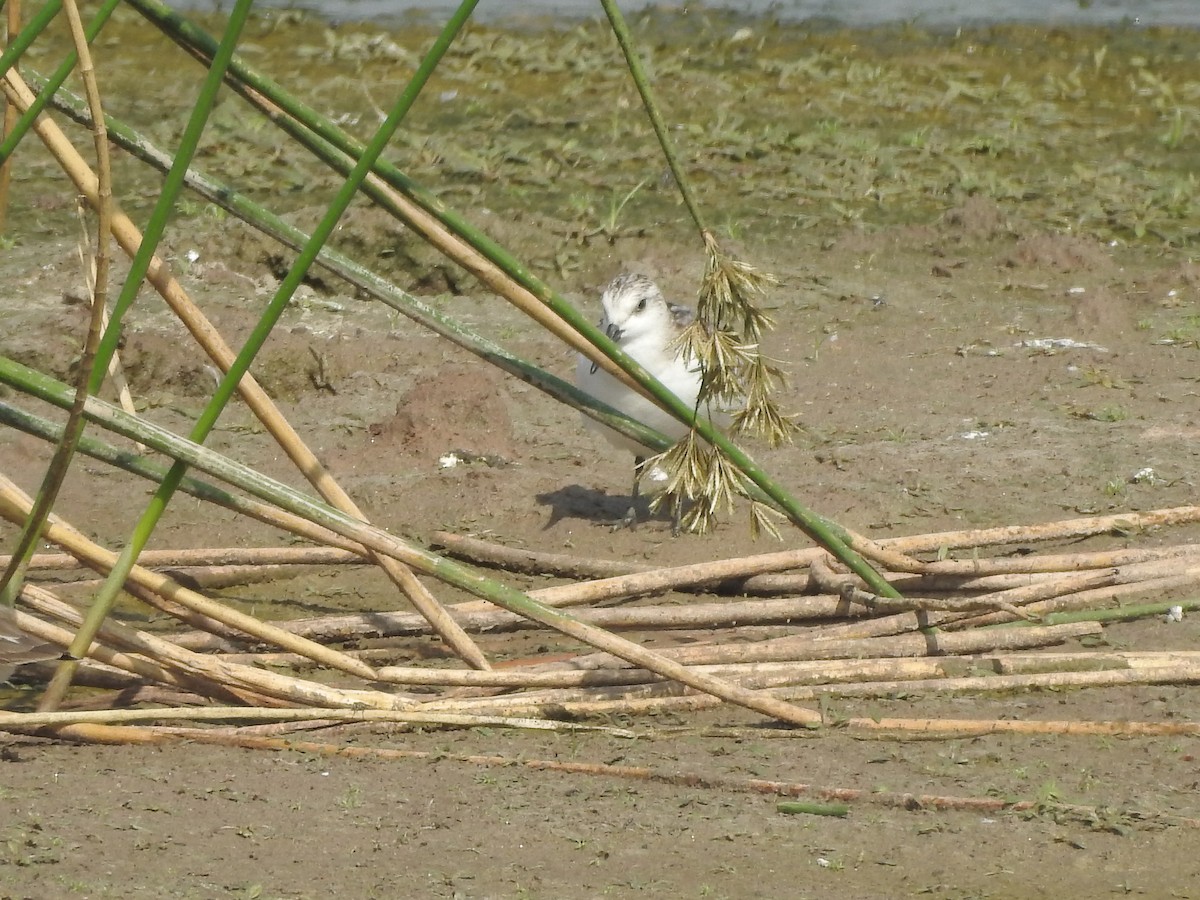 Sanderling - ML380939691