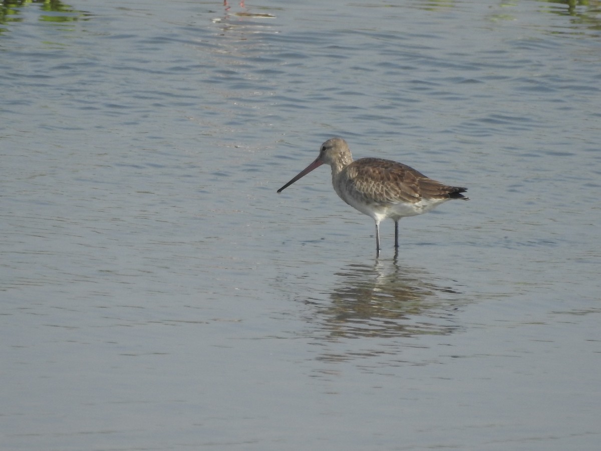 Black-tailed Godwit - ML380940061