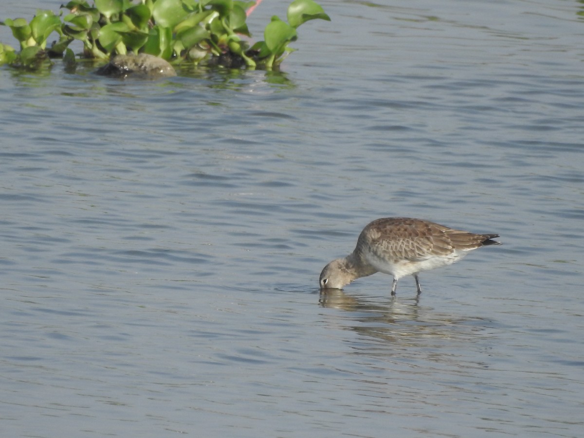 Black-tailed Godwit - ML380940311