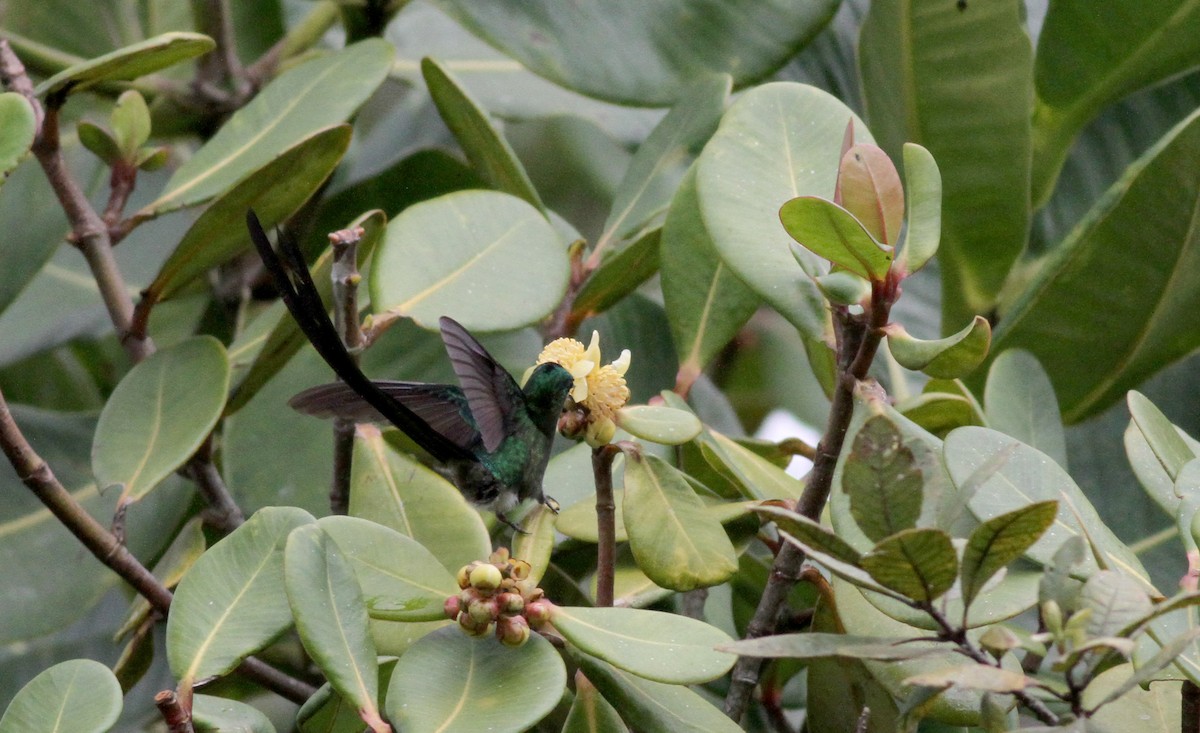 Venezüela Ormanperisi - ML38094041