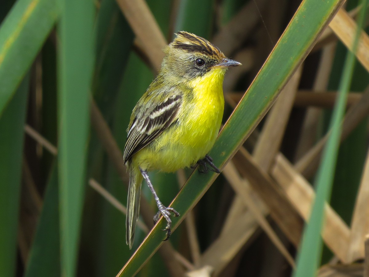 Crested Doradito - Raphael Kurz -  Aves do Sul