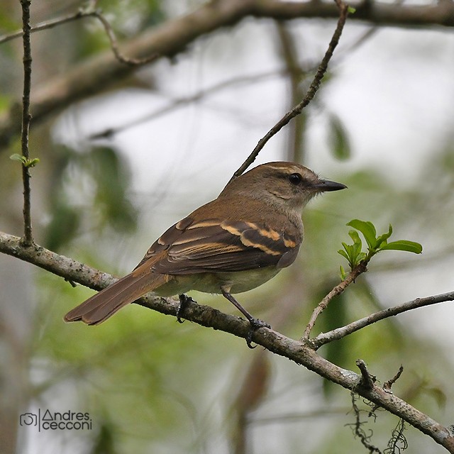 Fuscous Flycatcher - Andrés Cecconi