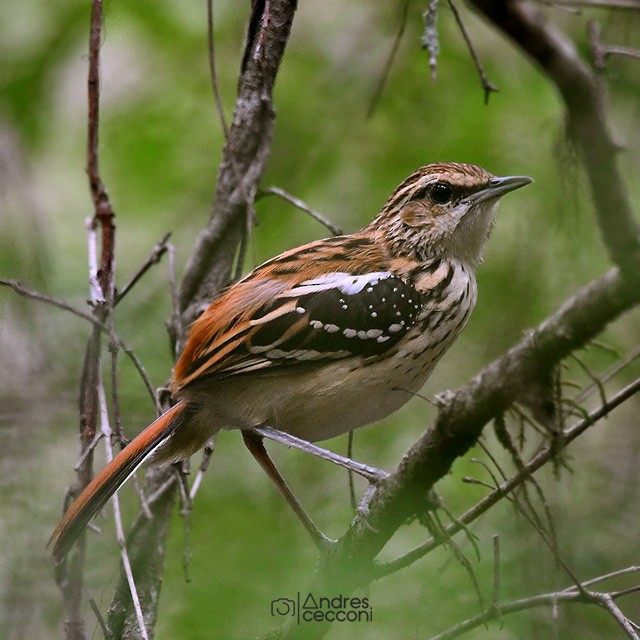 Stripe-backed Antbird - Andrés Cecconi