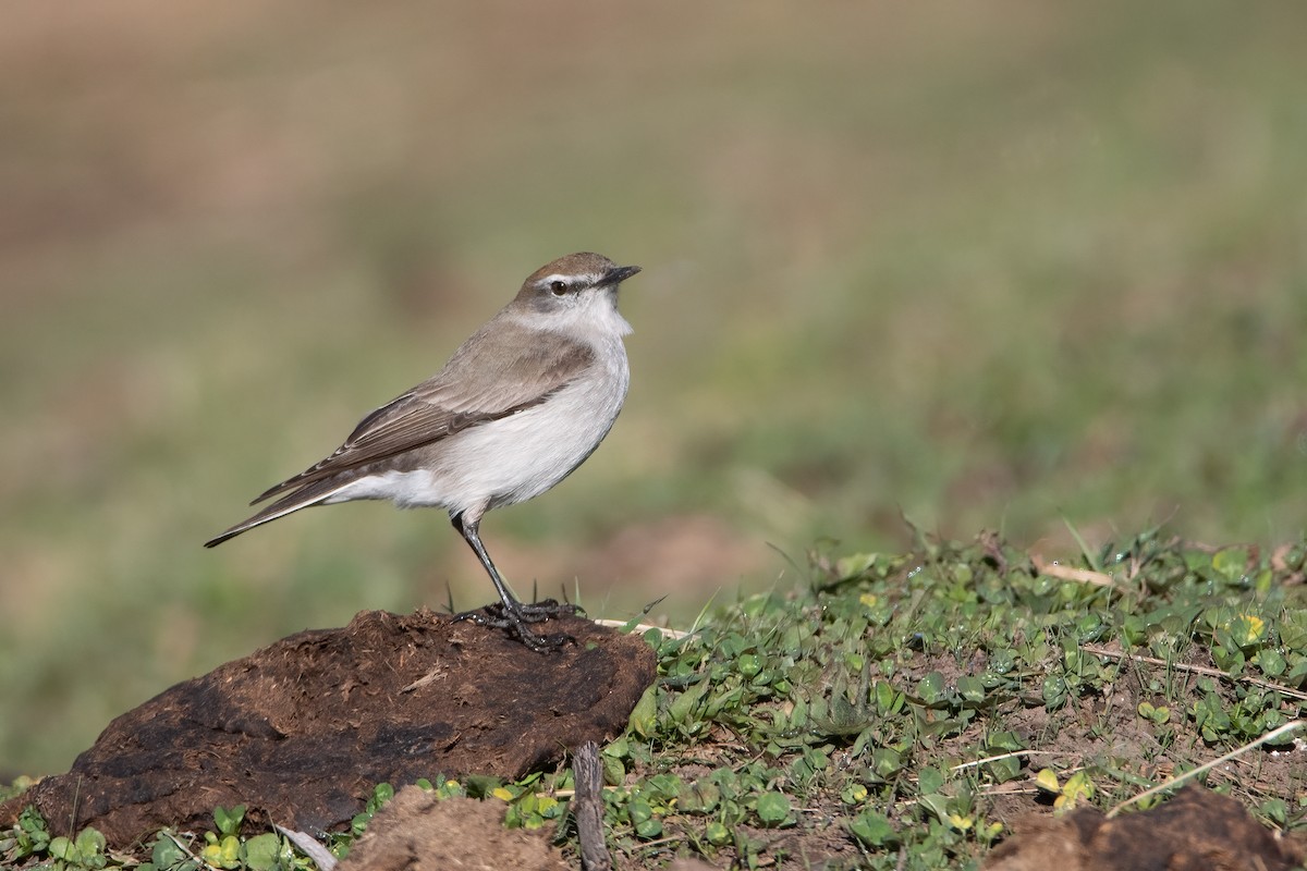 White-browed Ground-Tyrant - ML380944411