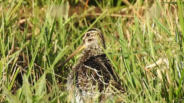 Pantanal Snipe - ML380944821