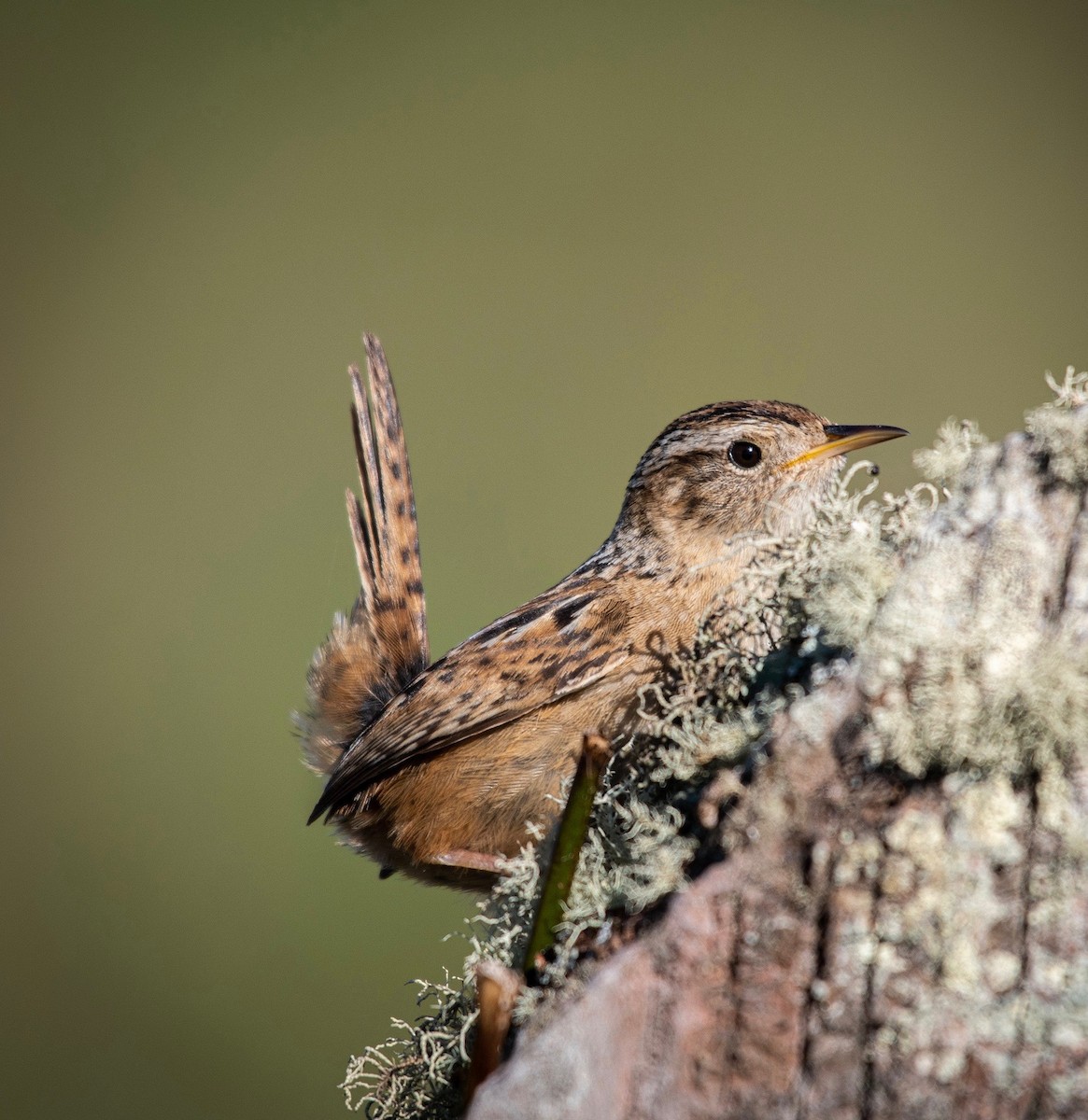 Grass Wren - Ariel Pulgar-Hughes