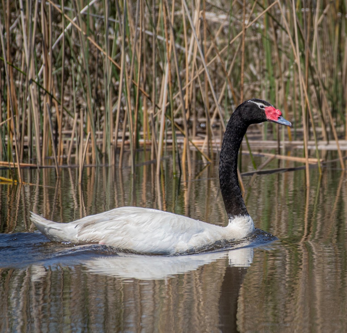 Black-necked Swan - Ariel Pulgar-Hughes