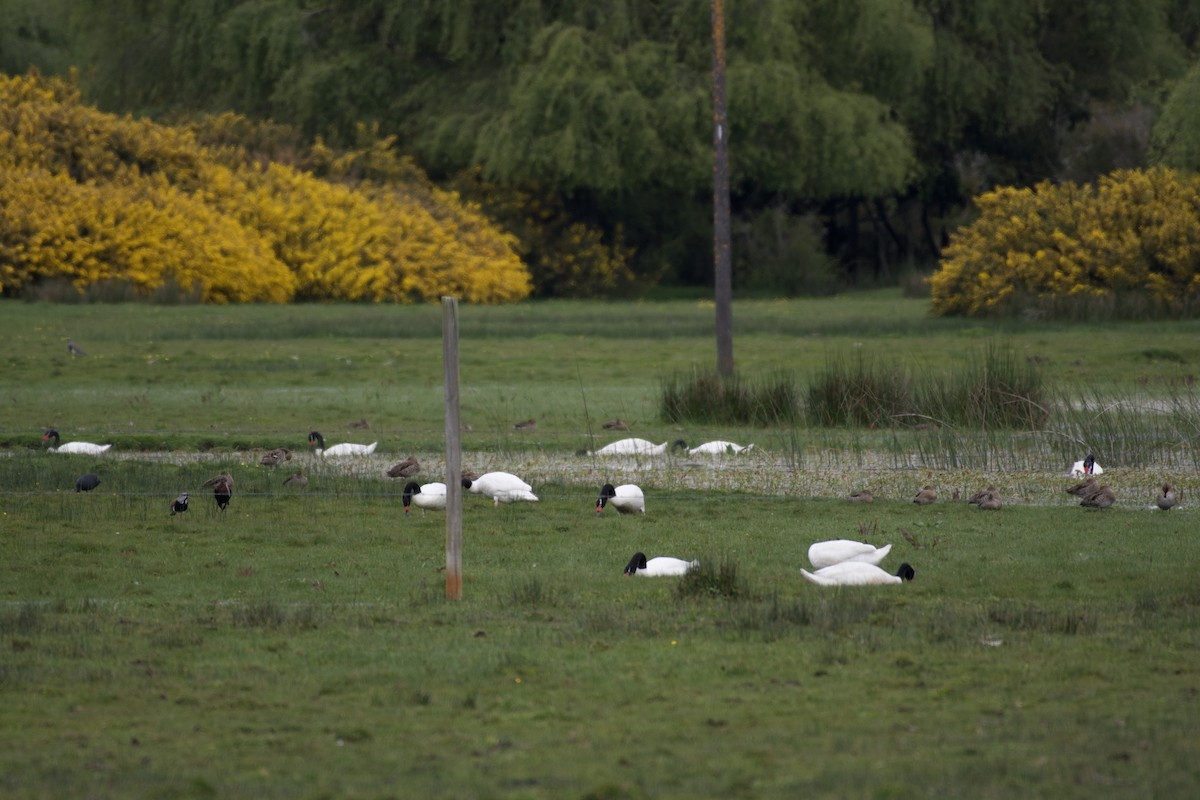 Black-necked Swan - Ariel Pulgar-Hughes