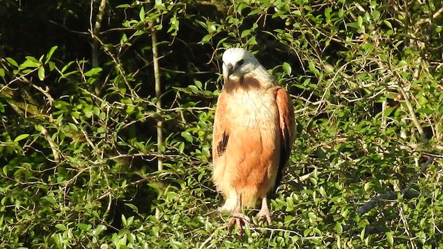 Black-collared Hawk - ML380946781