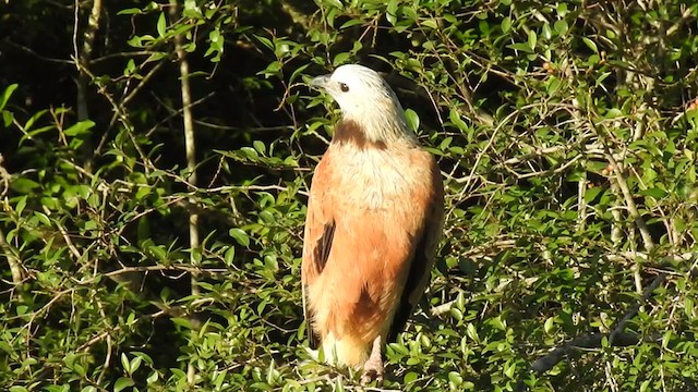 Black-collared Hawk - ML380947241