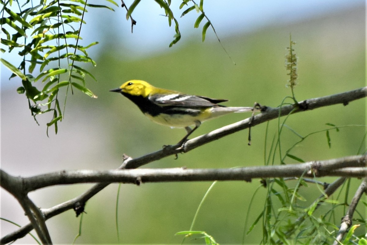 Black-throated Green Warbler - ML380947411