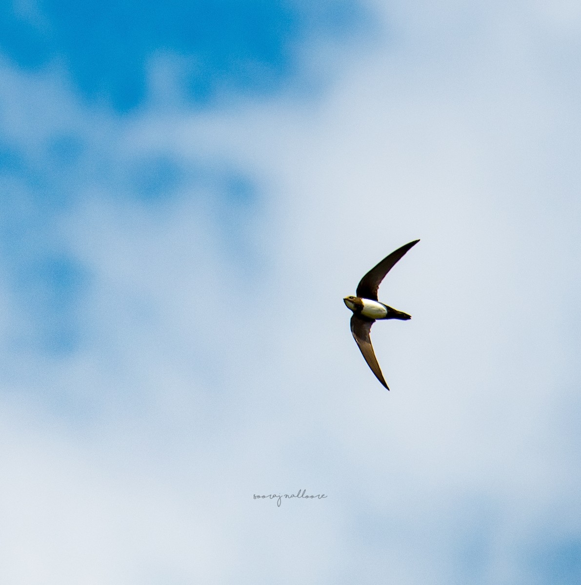 Alpine Swift - Sooraj Nalloore