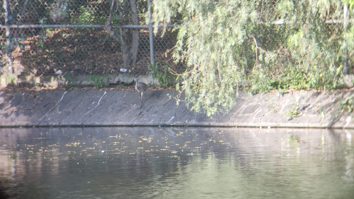 Great Blue Heron - ML380947561