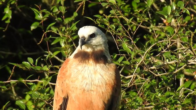 Black-collared Hawk - ML380947931