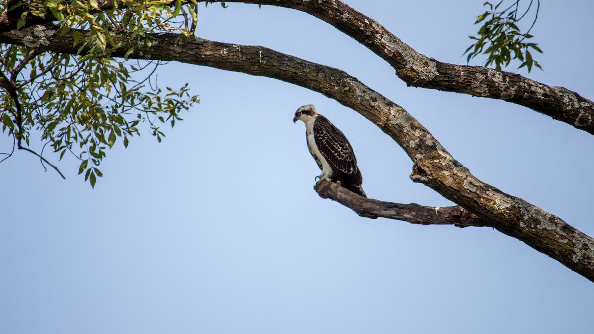 Osprey - ML380947971