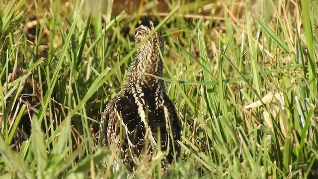 Pantanal Snipe - ML380948981