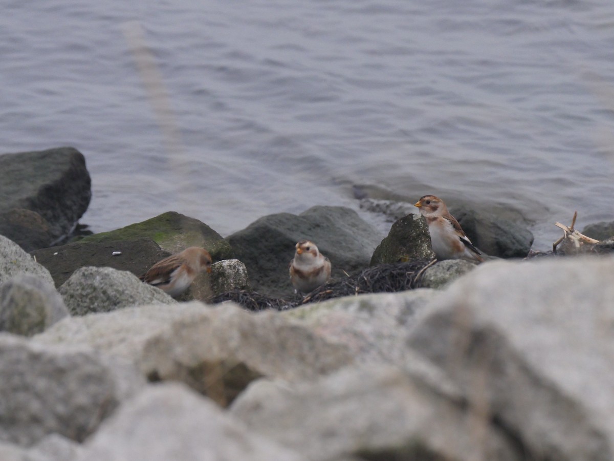 sněhule severní - ML380949181