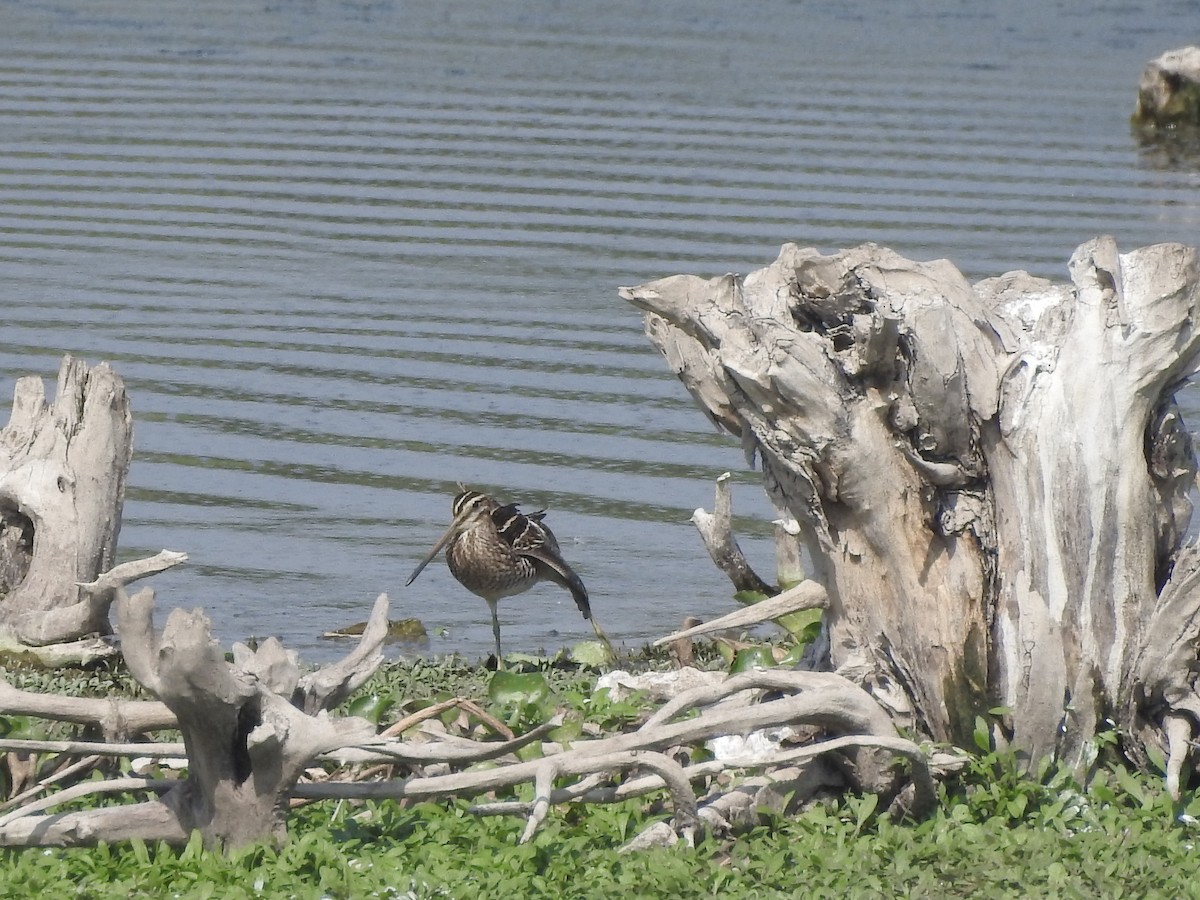 Common Snipe - ML380949821