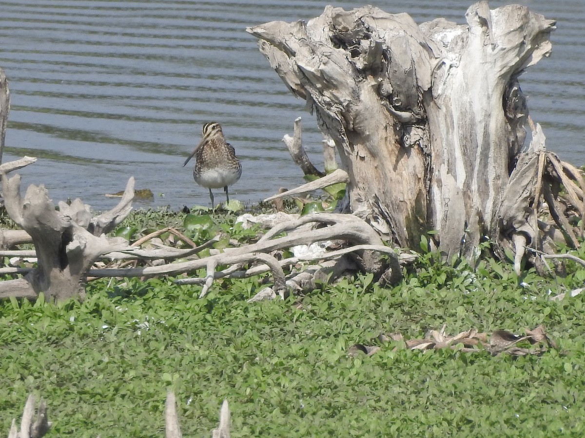 Common Snipe - ML380949861