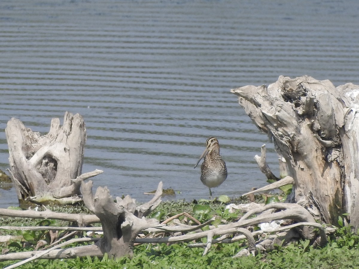 Common Snipe - ML380949961