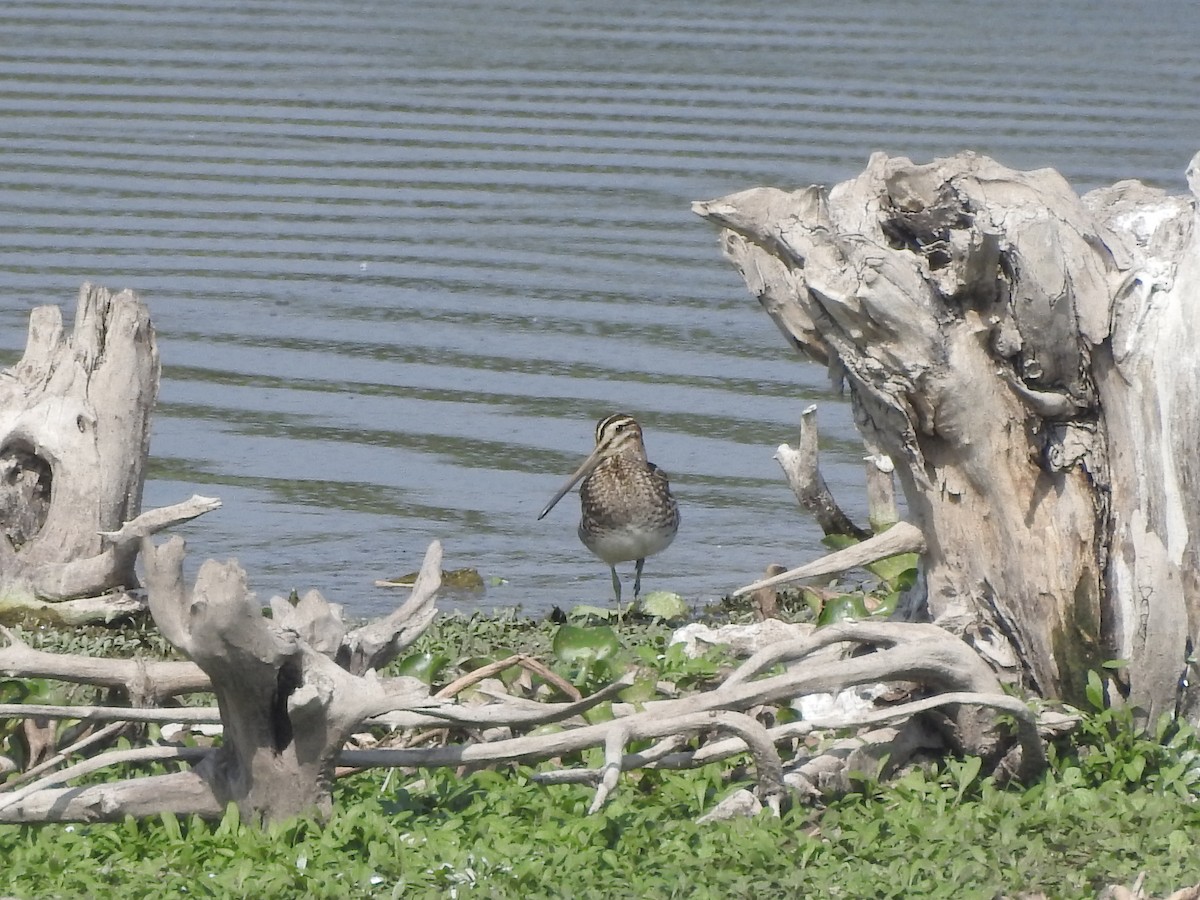 Common Snipe - ML380950111