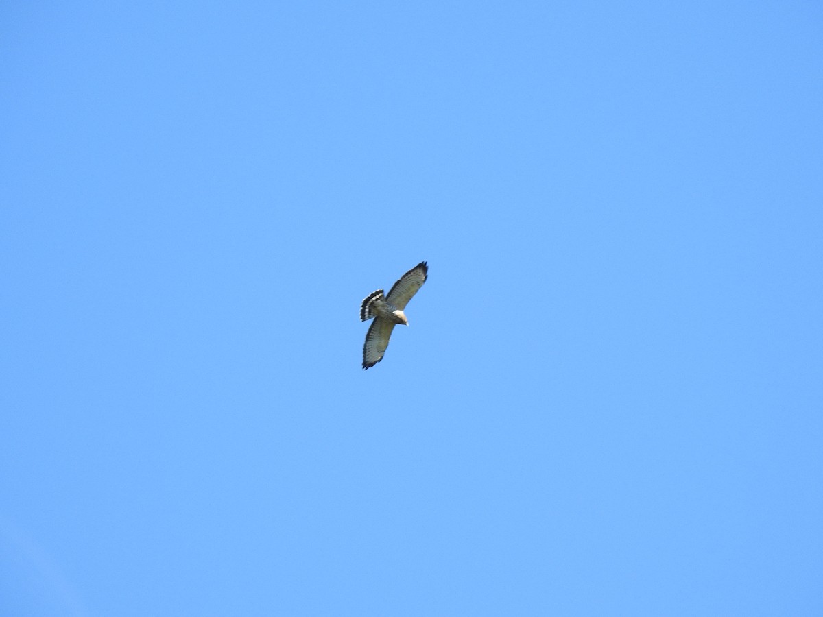 Broad-winged Hawk - Mikki Doerger