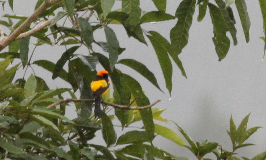 Orange-crowned Oriole - ML38095291