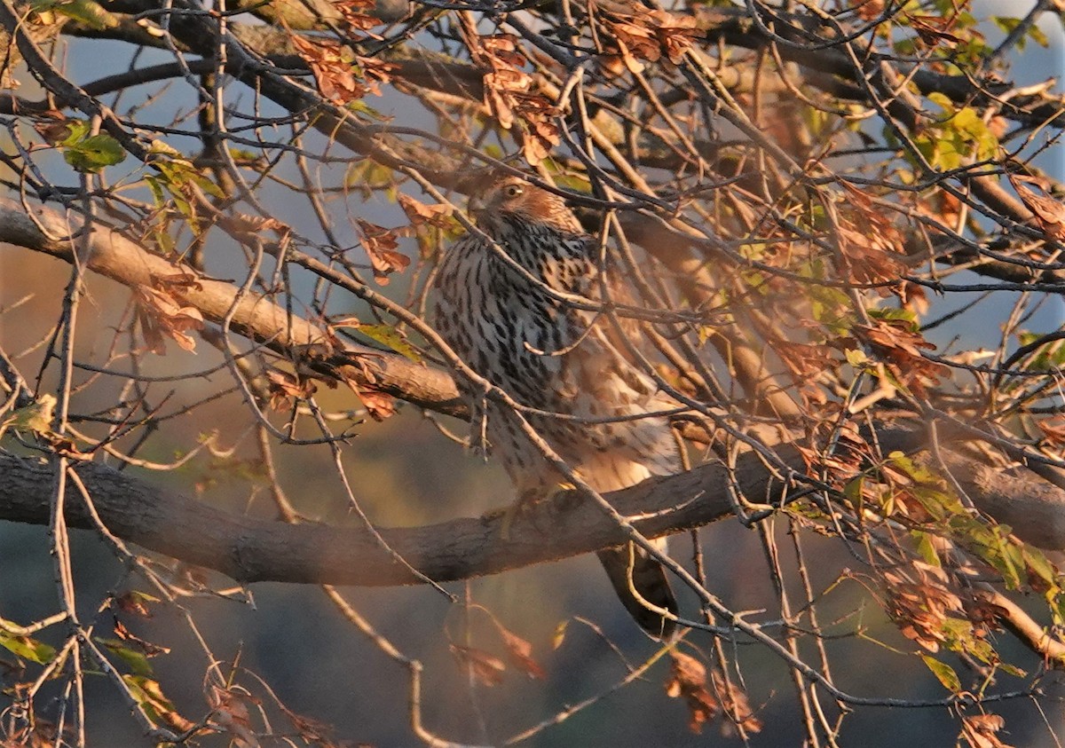 American Goshawk - Paul Prior