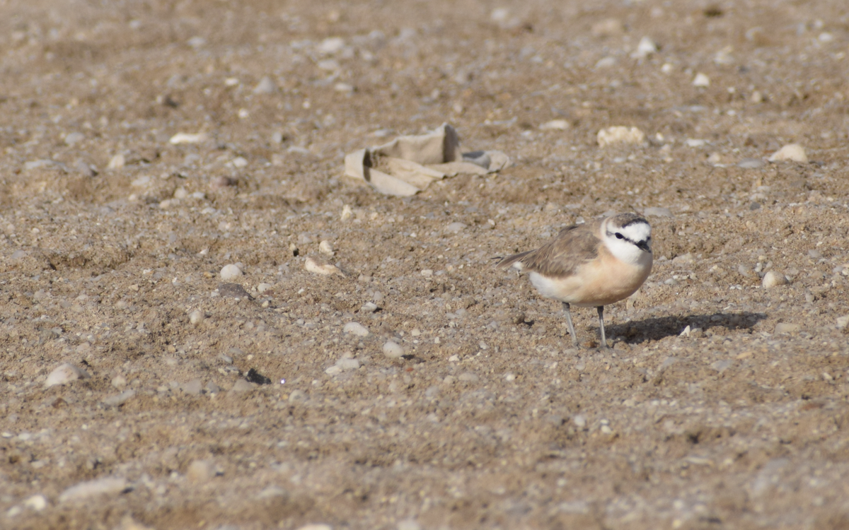 White-fronted Plover - ML380955321