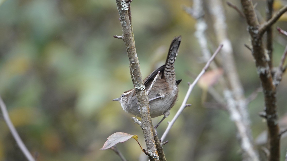 Bewick's Wren - Wink Gross