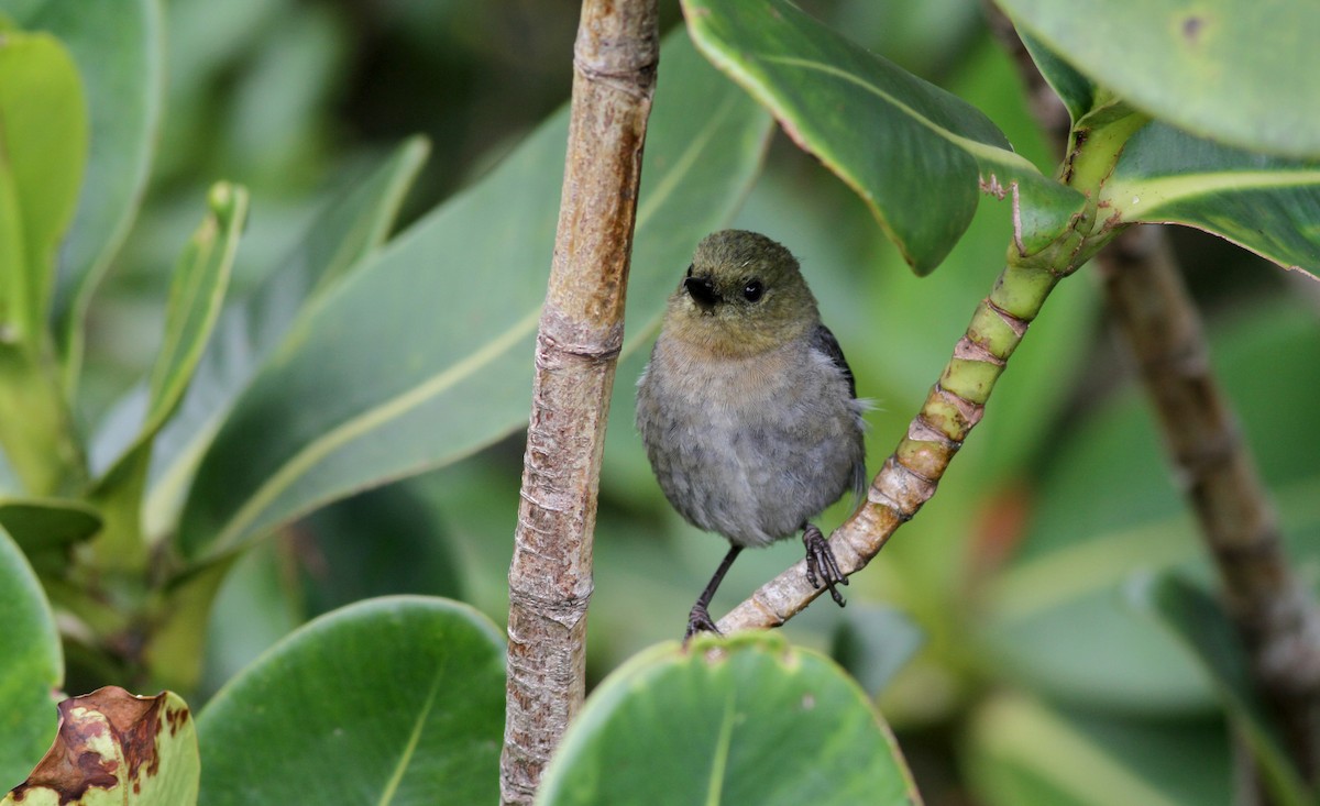 Venezuelan Flowerpiercer - ML38095691