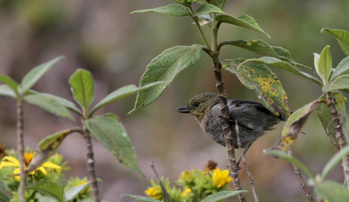 Venezuelan Flowerpiercer - ML38095721