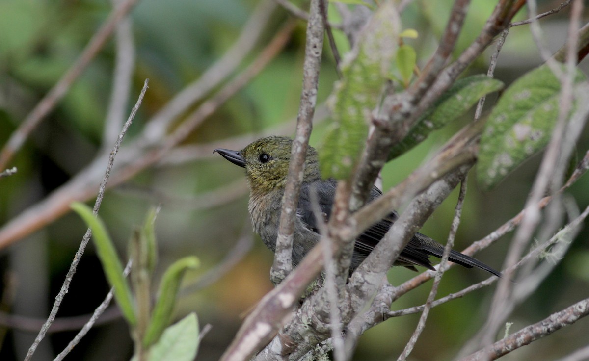 Venezuelan Flowerpiercer - ML38095801