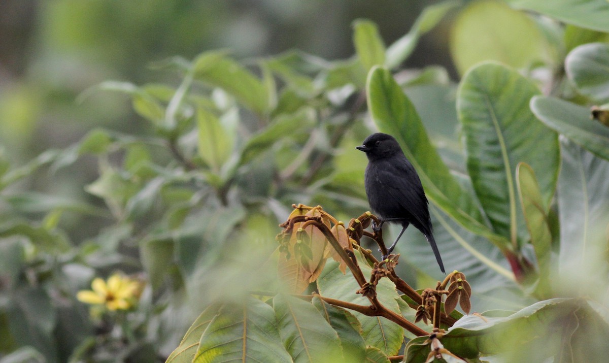 Venezuelan Flowerpiercer - ML38095821