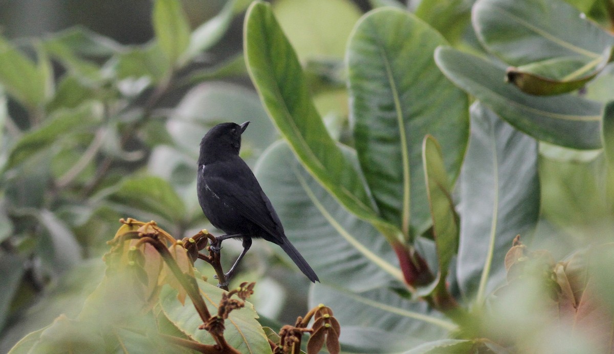 Venezuelan Flowerpiercer - ML38095831